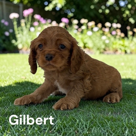 puppy, for, sale, Cocker Spaniel, Joe & Cherri  Overlease, dog, breeder, Miller, MO, dog-breeder, puppy-for-sale, forsale, nearby, find, puppyfind, locator, puppylocator, aca